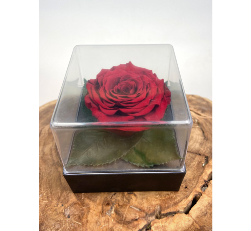 Rosa Longlife in confezione regalo trasparente