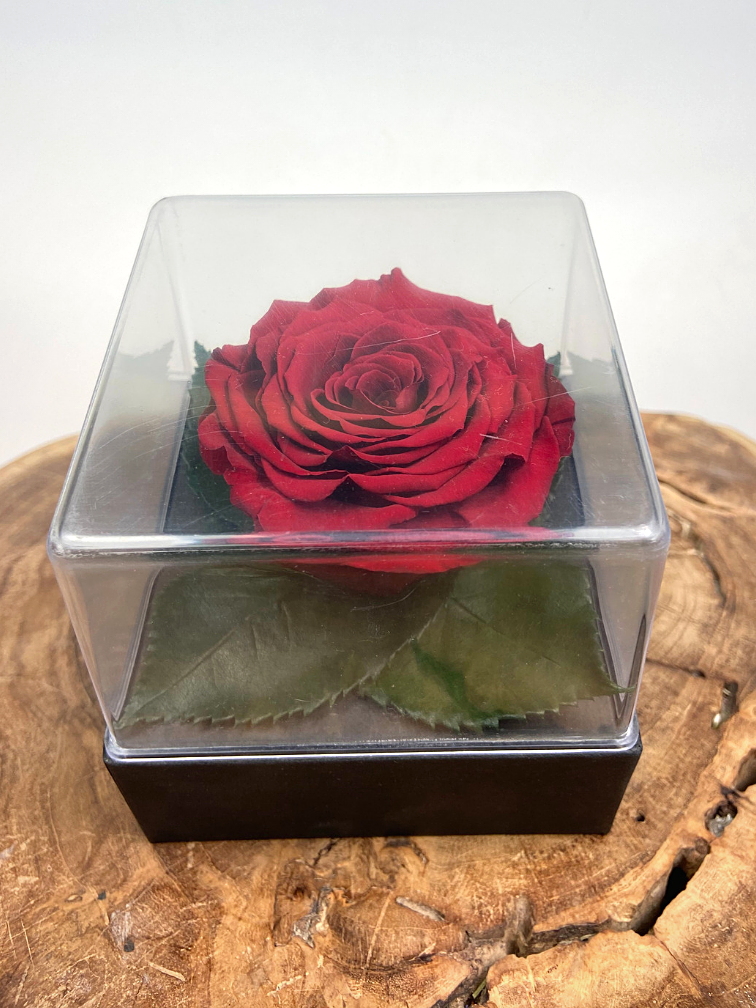Rosa Longlife in confezione regalo trasparente