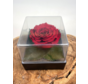 Rosa Longlife in confezione regalo trasparente