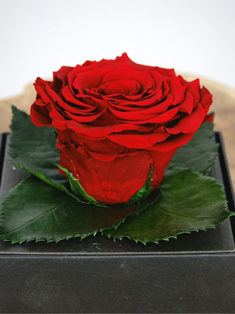 Rosa Longlife in confezione regalo trasparente