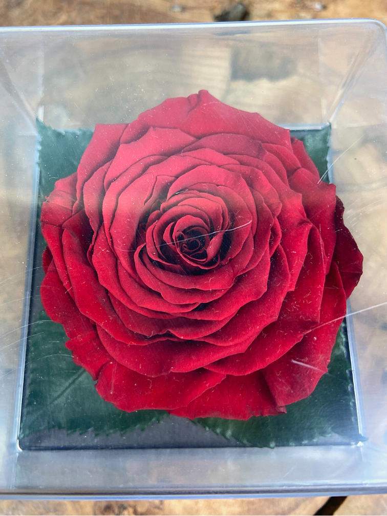 Rosa Longlife in confezione regalo trasparente