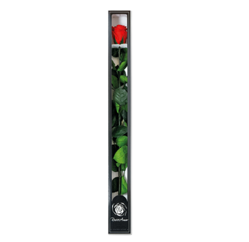 Róża Longlife 70 cm w pudełku upominkowym
