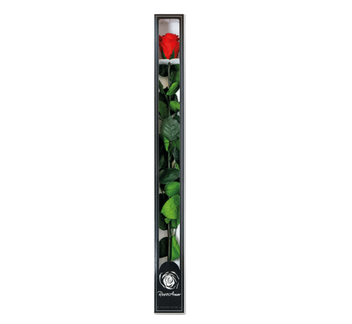 Långlivad ros 70 cm i presentförpackning