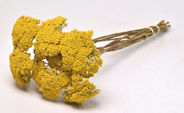 Achillea Parker 'natürlich'
