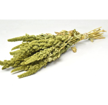Amaranthus "grön
