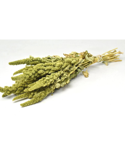 Amaranthus 'grün