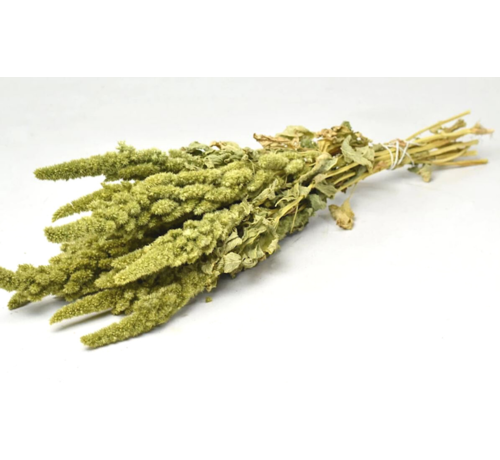 Amaranthus "grön