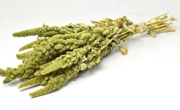 Amaranthus "grön