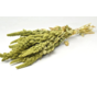 Amaranthus "grön
