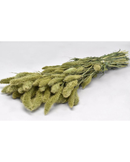 Setaria 'natural'