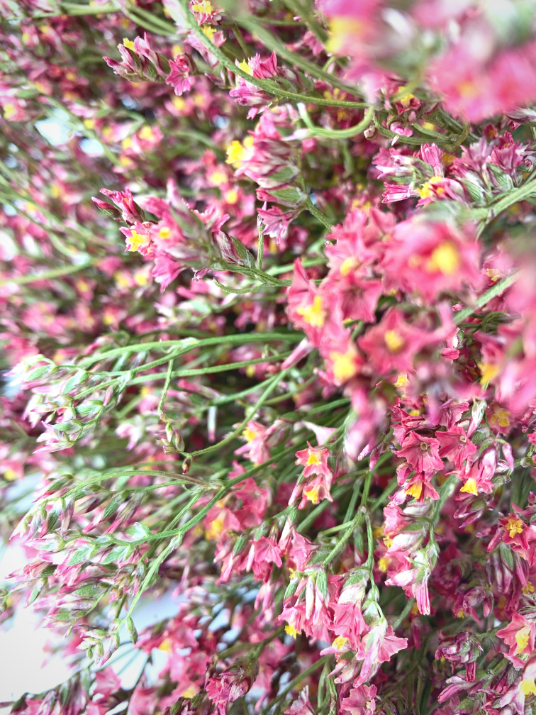 Limonium 'Rojo diamante