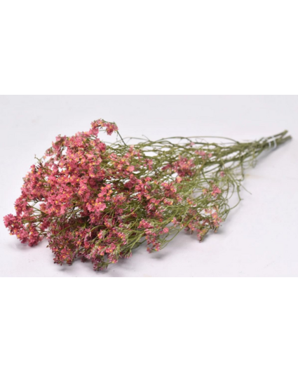 Limonium 'diamond red