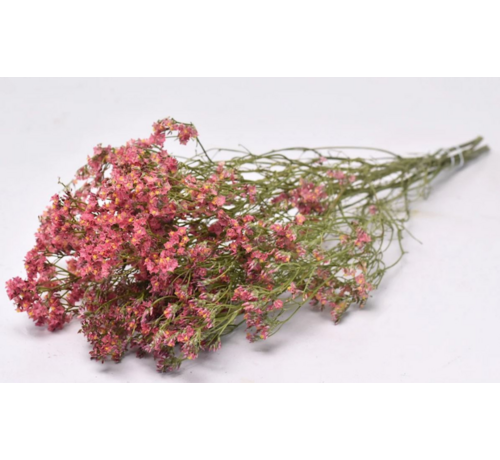 Limonium 'Diamantrot'