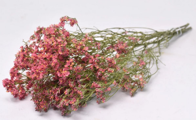 Limonium 'Rojo diamante