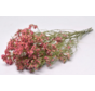 Limonium 'Diamond red'