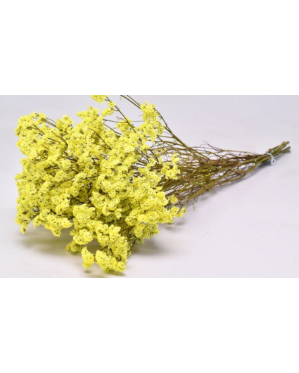 Limonium 'jaune diamant