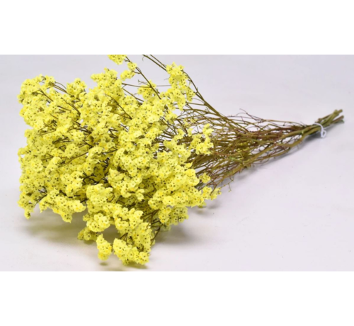 Limonium 'jaune diamant