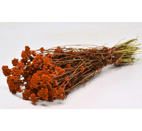 Lonas 'orange'