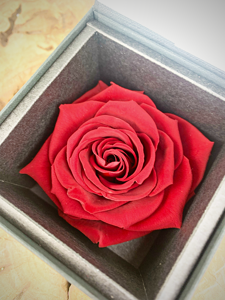 Longlife Rose 'dunkelrot' in Geschenkbox | SMALL