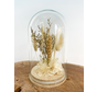 Grande cloche en verre avec fleurs séchées "Beige" | 12x21cm