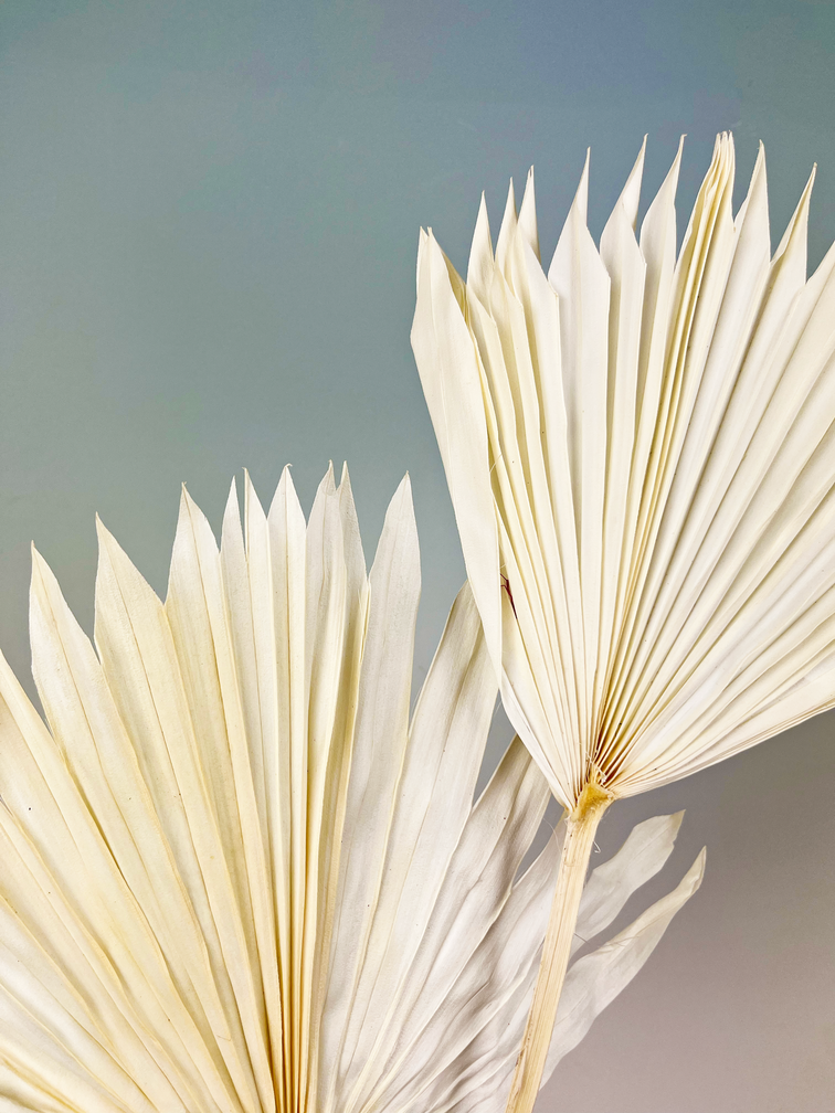Feuilles de palmier en vrac (deux morceaux) | 50cm