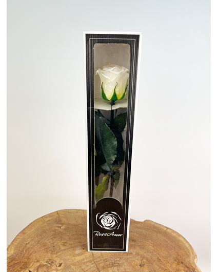 Rose 'blanche' de 30 cm à longue durée de vie dans une boîte cadeau
