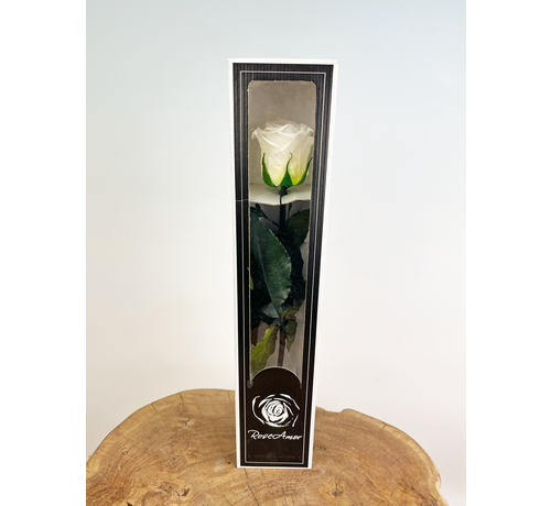 Rose 'blanche' de 30 cm à longue durée de vie dans une boîte cadeau