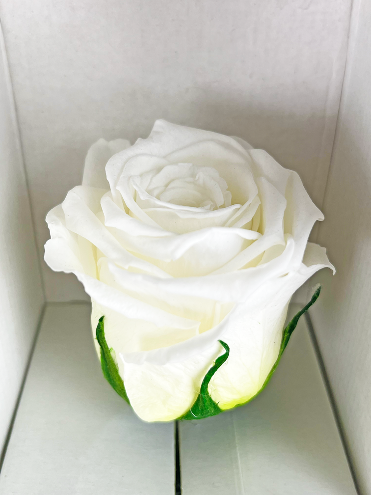 Rose 'blanche' de 30 cm à longue durée de vie dans une boîte cadeau