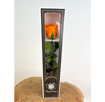 Rose Longlife 30cm dans une boîte cadeau - différentes couleurs