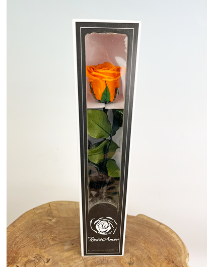 Rose Longlife 30cm dans une boîte cadeau - différentes couleurs