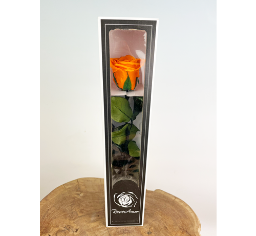 Longlife Rose rose 30cm dans une boîte cadeau - différentes couleurs