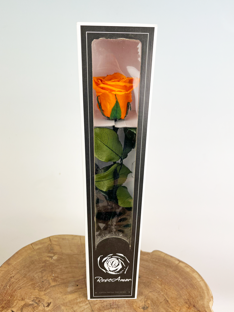 Longlife Rose rose 30cm dans une boîte cadeau - différentes couleurs