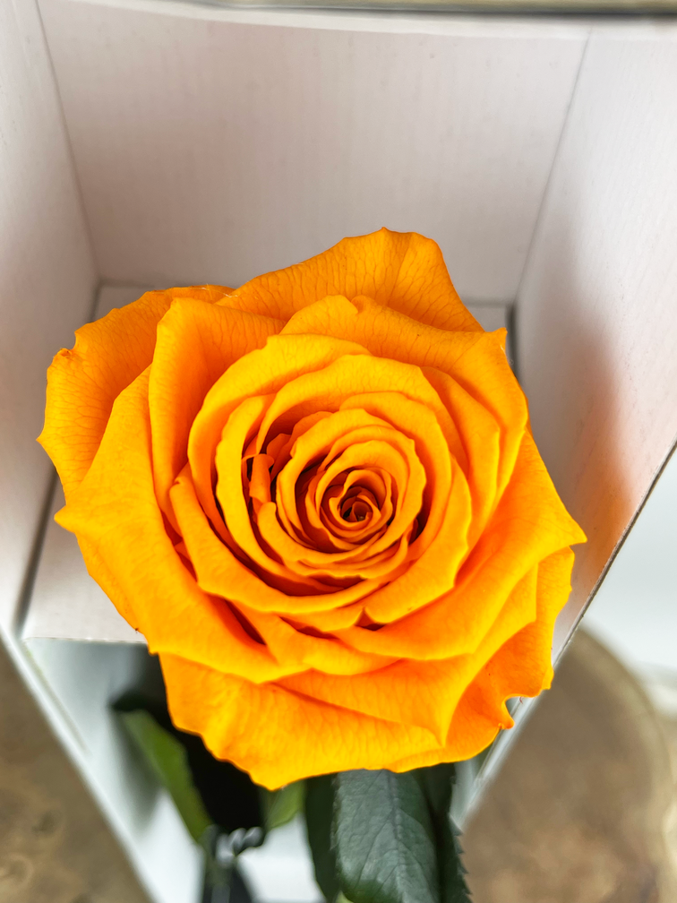 Longlife Rose rose 30cm dans une boîte cadeau - différentes couleurs