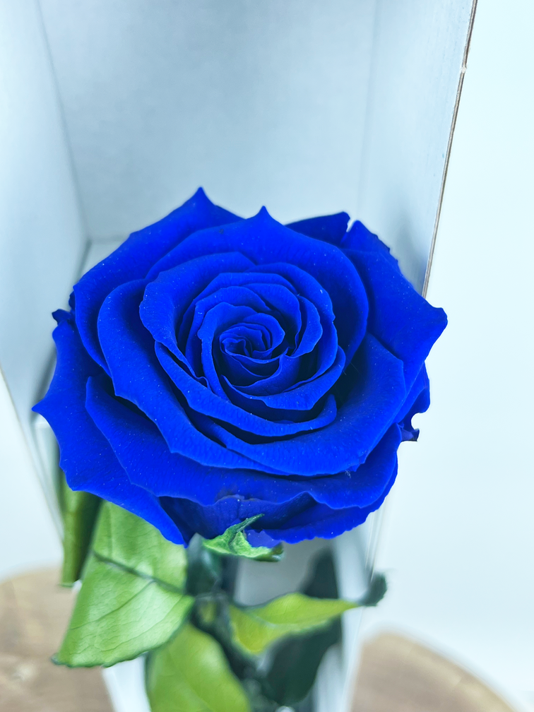Longlife Rose rosa 30cm in Geschenkbox - verschiedene Farben