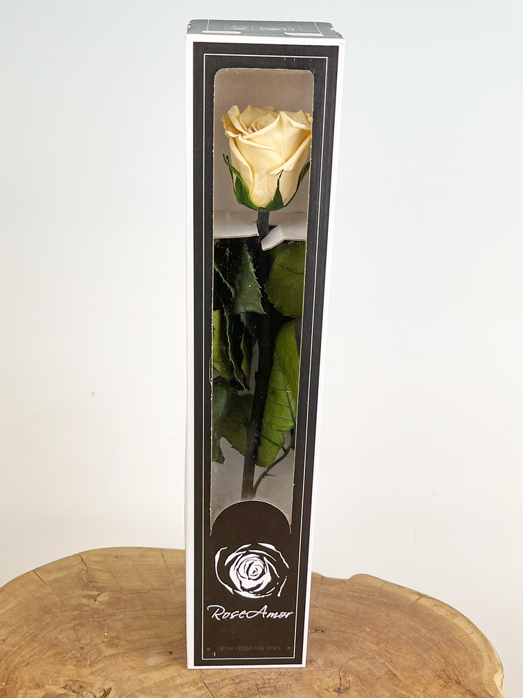 Longlife Rose rose 30cm dans une boîte cadeau - différentes couleurs