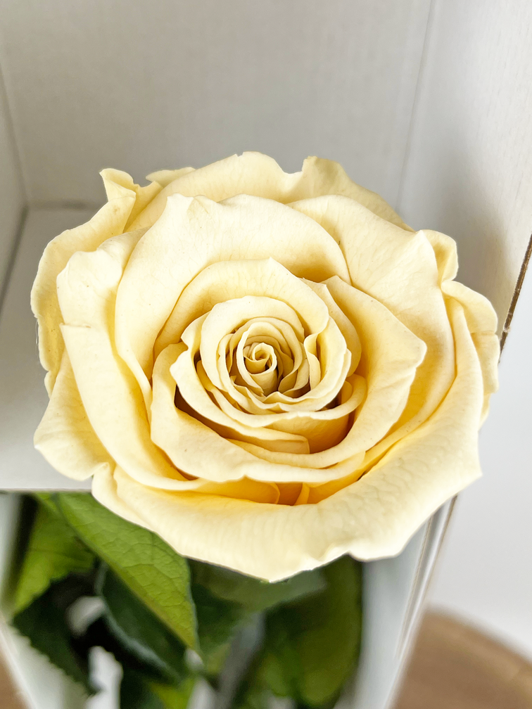 Longlife Rose rose 30cm dans une boîte cadeau - différentes couleurs