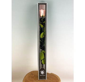 Rose 'pink' de longue vie 70 cm dans un coffret cadeau