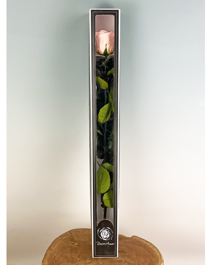 Rose 'pink' de longue vie 70 cm dans un coffret cadeau