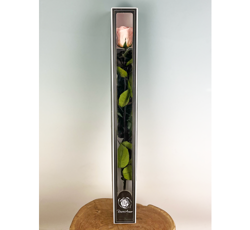 Rose 'pink' de longue vie 70 cm dans un coffret cadeau