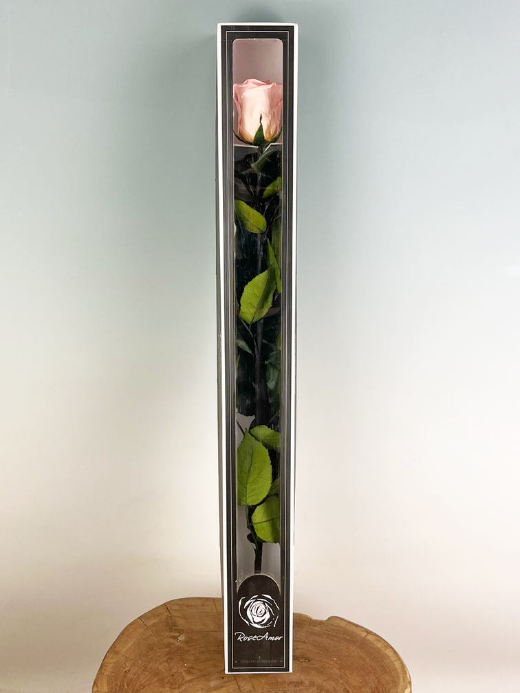 Rose 'pink' de longue vie 70 cm dans un coffret cadeau