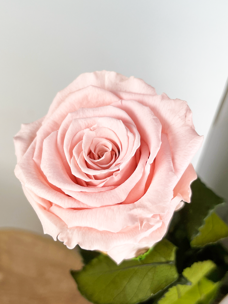 Rose 'pink' de longue vie 70 cm dans un coffret cadeau