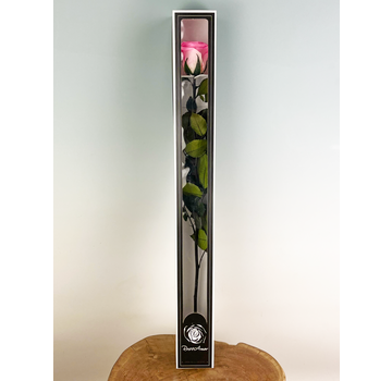 Longlife Rose 70cm in Geschenkbox - verschiedene Farben