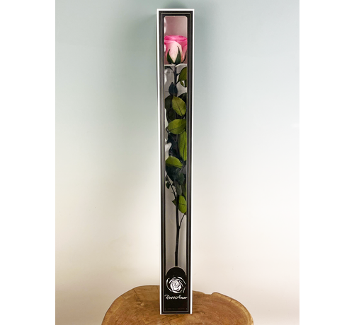 Rosa Longlife 70cm in confezione regalo - vari colori