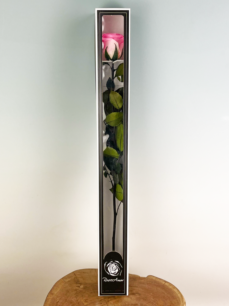 Rosa Longlife 70cm in confezione regalo - vari colori