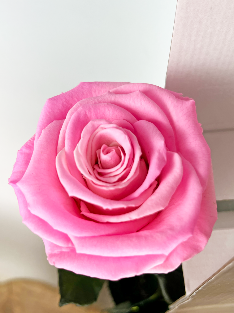 Rosa Longlife 70cm in confezione regalo - vari colori