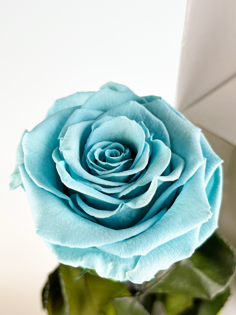 Rosa Longlife 70cm in confezione regalo - vari colori