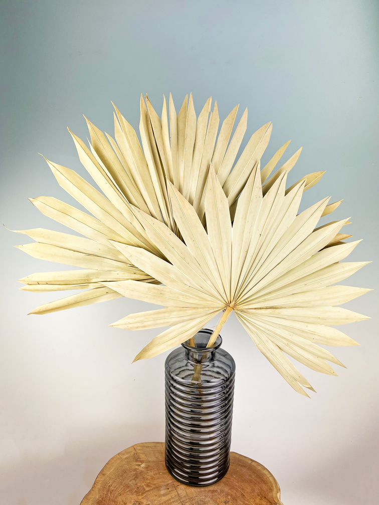 Feuilles de palmier en vrac (deux pièces) | 65cm | Grand