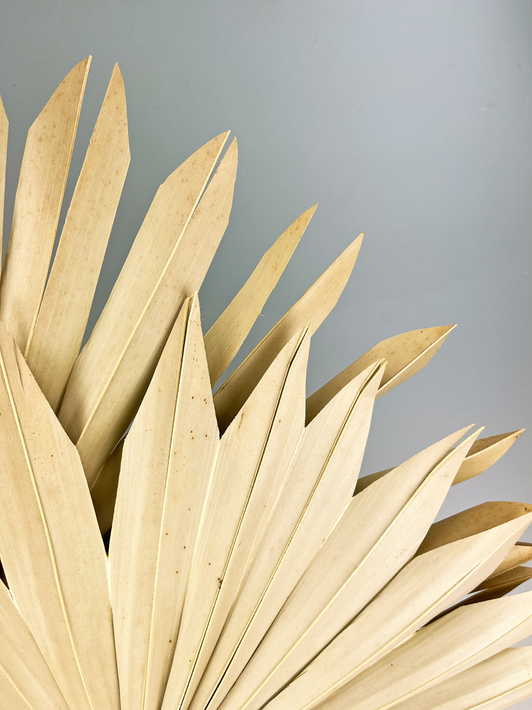 Feuilles de palmier en vrac (deux pièces) | 65cm | Grand