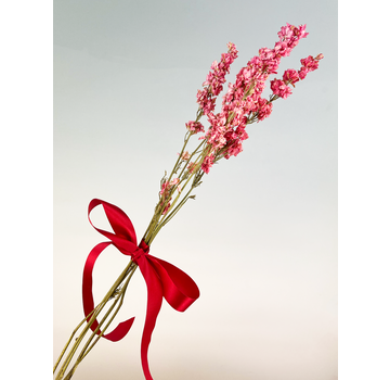Delphinium rosa