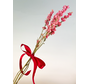 Delphinium pink